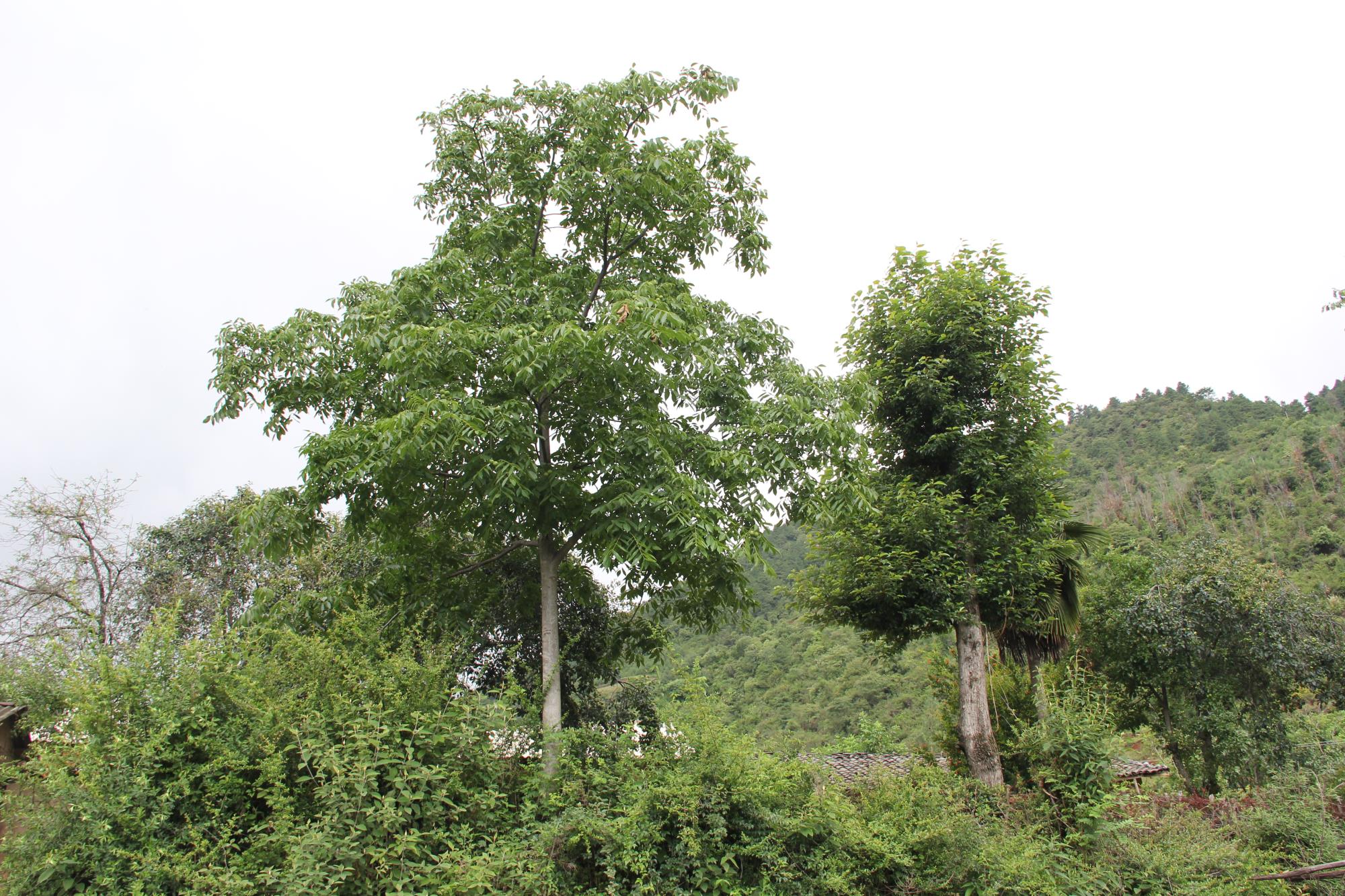 云南祥云縣廢棄礦山“披綠生金”化身綠色林地